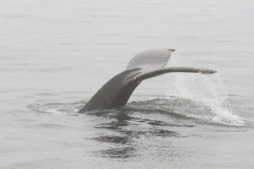 San Diego Whale/Dolphin Watching Cruise Aboard Luxury Vessel 2