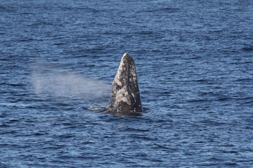 San Diego Whale/Dolphin Watching Cruise Aboard Luxury Vessel 3