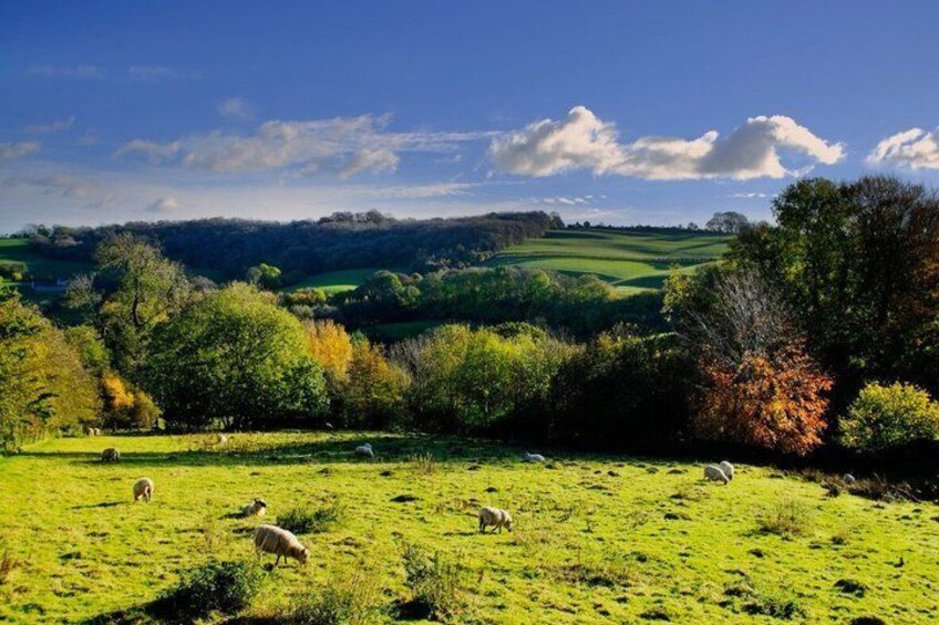 A green field with sheep grazing, trees, and rolling hills in the background. 3