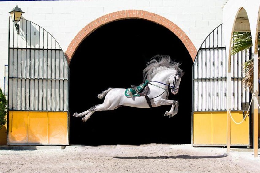Andalusian Horses and Flamenco show with transportation 2
