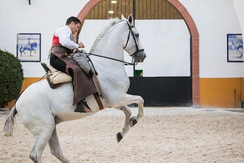 Andalusian Horses and Flamenco show with transportation 3