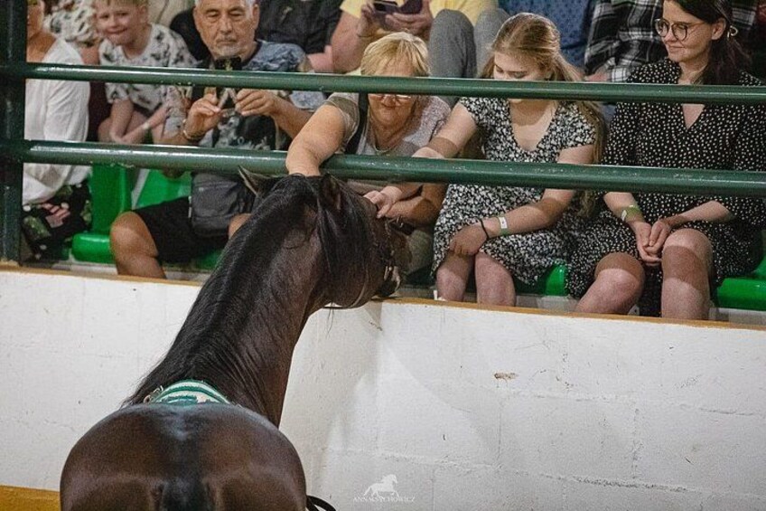 Andalusian Horses and Flamenco show with transportation 2