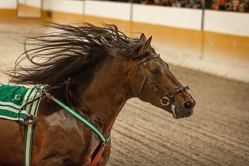Andalusian Horses and Flamenco show with transportation 2