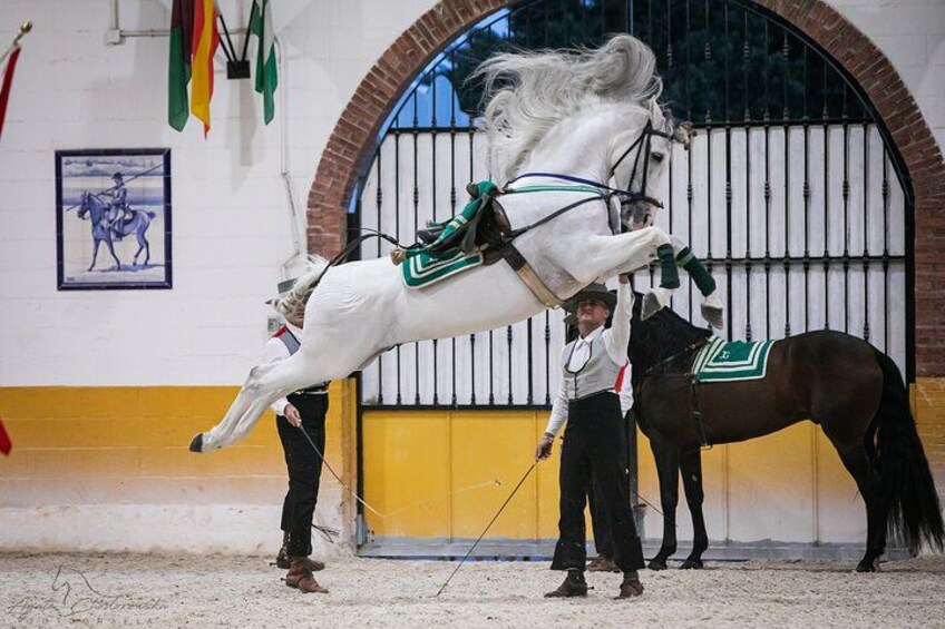 Andalusian Horses and Flamenco show with transportation 2