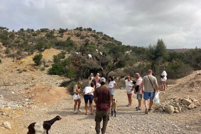 Crocoparc & Tree Goats: Unusual Adventure in Agadir 2