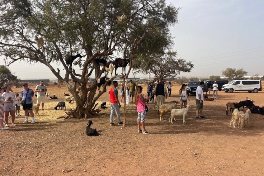 Crocoparc & Tree Goats: Unusual Adventure in Agadir 2