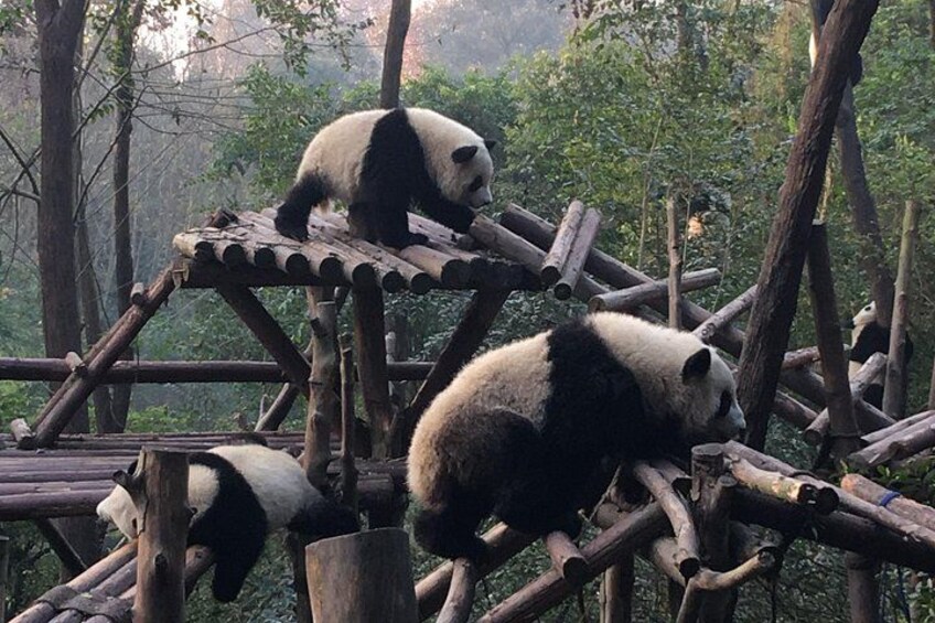 Zwei Pandas auf einer Holzkonstruktion in einem bewaldeten Gebiet. 1