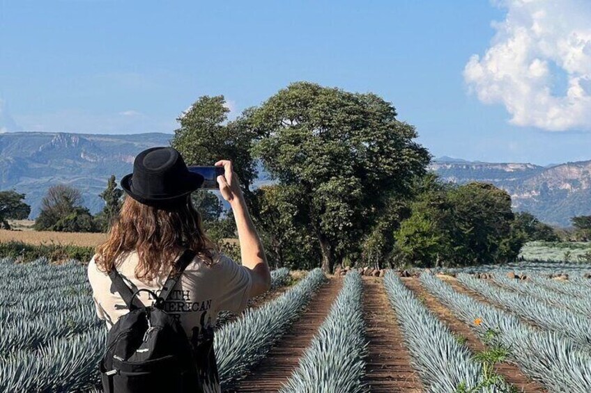 Agave Fields 2 2