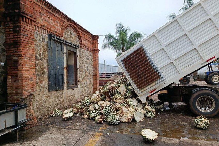 Agaves unloaded! 3