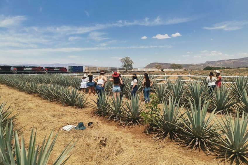 Un grupo de personas caminando a través de un campo de plantas de agave. 3