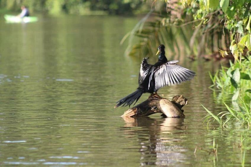 Un pájaro posado sobre un tronco en un cuerpo de agua rodeado de follaje. 4