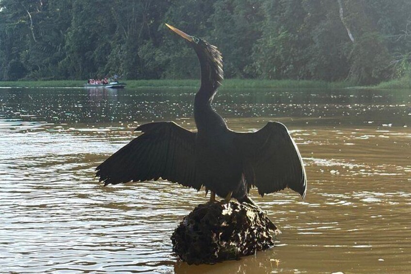 Un ave grande con las alas extendidas posada sobre una roca en el agua. 2
