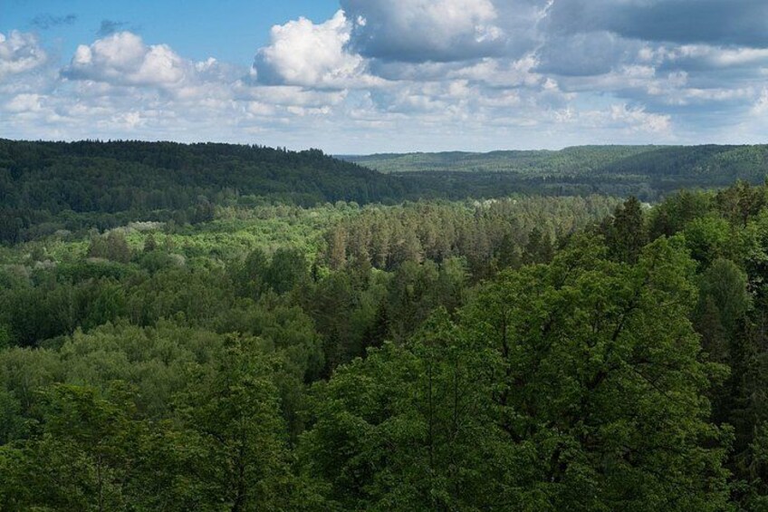 Tæt skov med forskellige træer og et fjerntliggende bjerglandskab under en delvist overskyet himmel. 1
