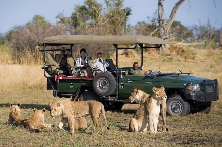 A safari vehicle with people observing lions in a grassy field. 4