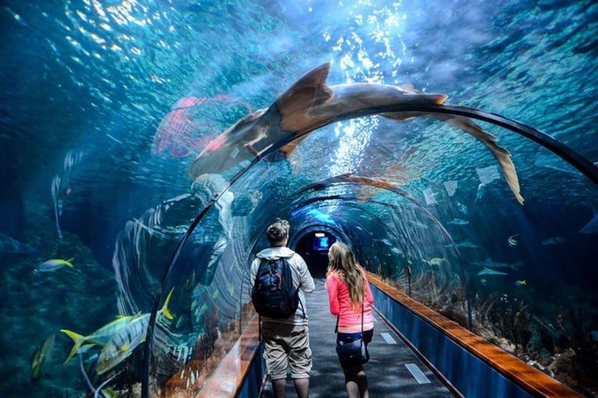 Istanbul Aquarium Admission with Hotel Transfers 1