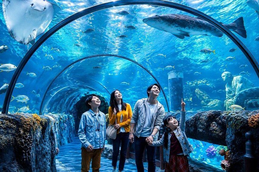 An underwater tunnel with marine life and a large fish. 1