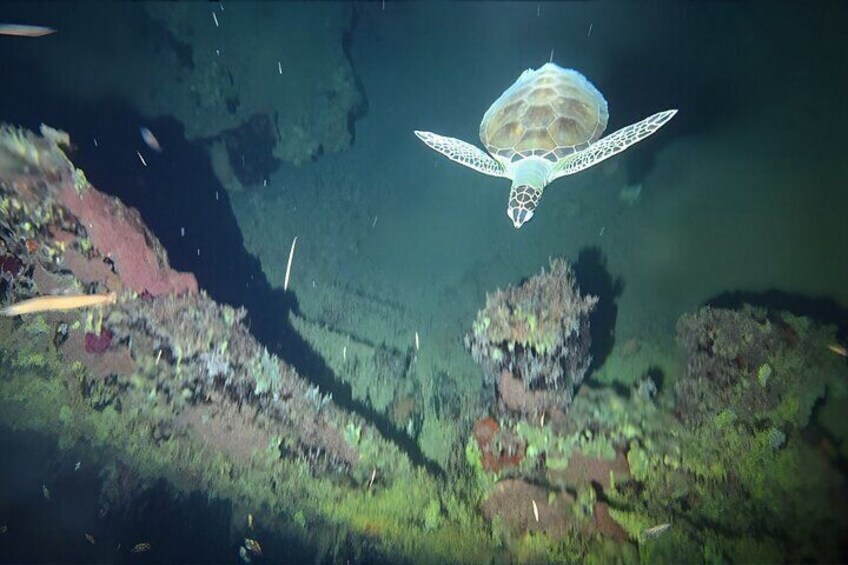 Scheduled 1 Tank Night Dive  4