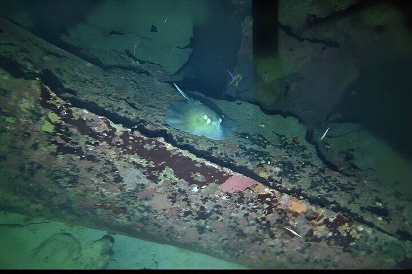 Scheduled 1 Tank Night Dive  5