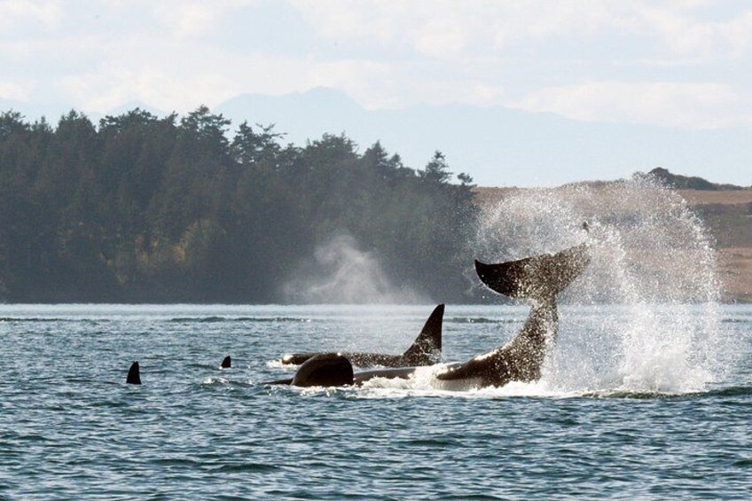 Whale Watching Adventure Vancouver 1