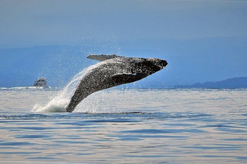 Playful Humpback breaching! 5