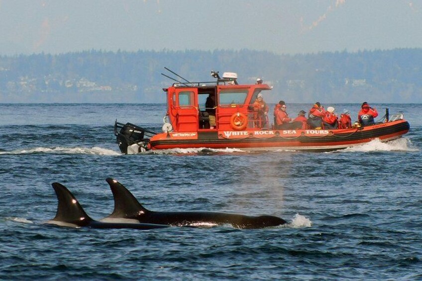 Whale Watching Adventure Vancouver 4