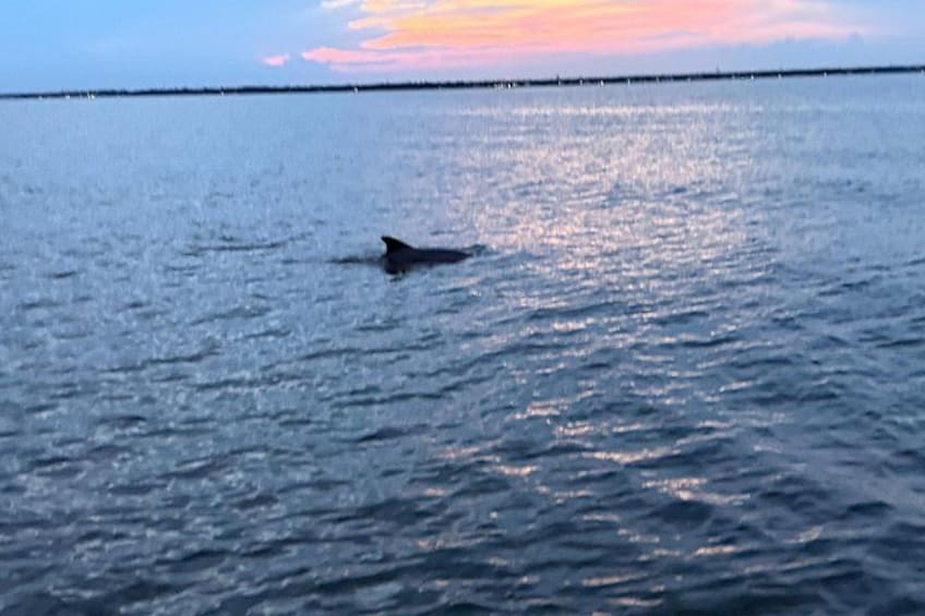 Un dauphin nageant dans l’océan au coucher du soleil. 4