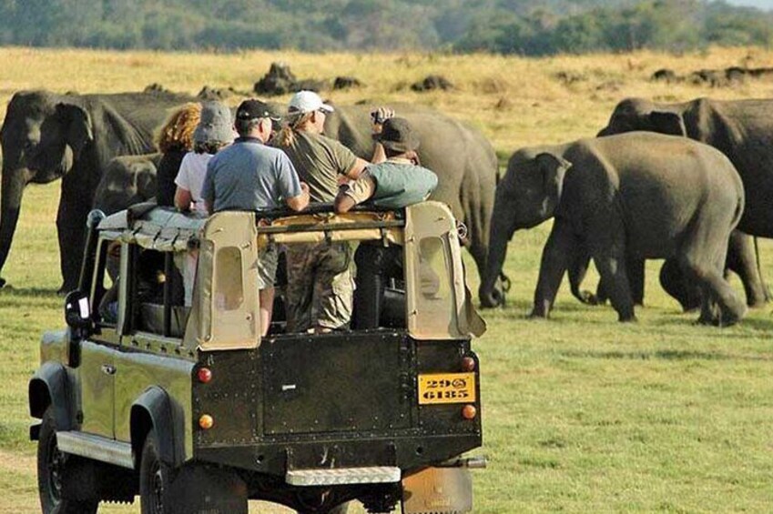 A safari vehicle with tourists observing elephants in a grassy field. 3