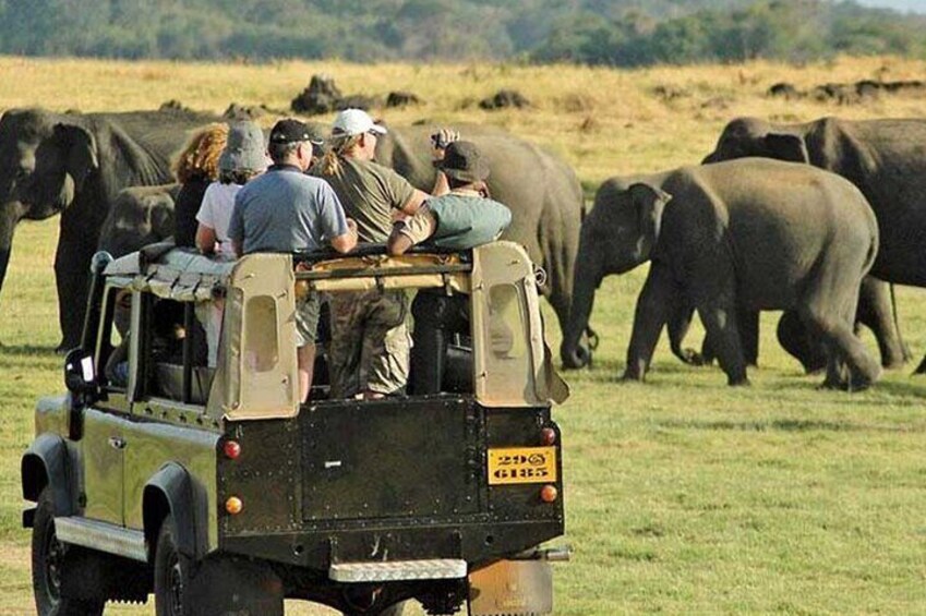 A safari vehicle with passengers observing elephants in a grassy field. 4