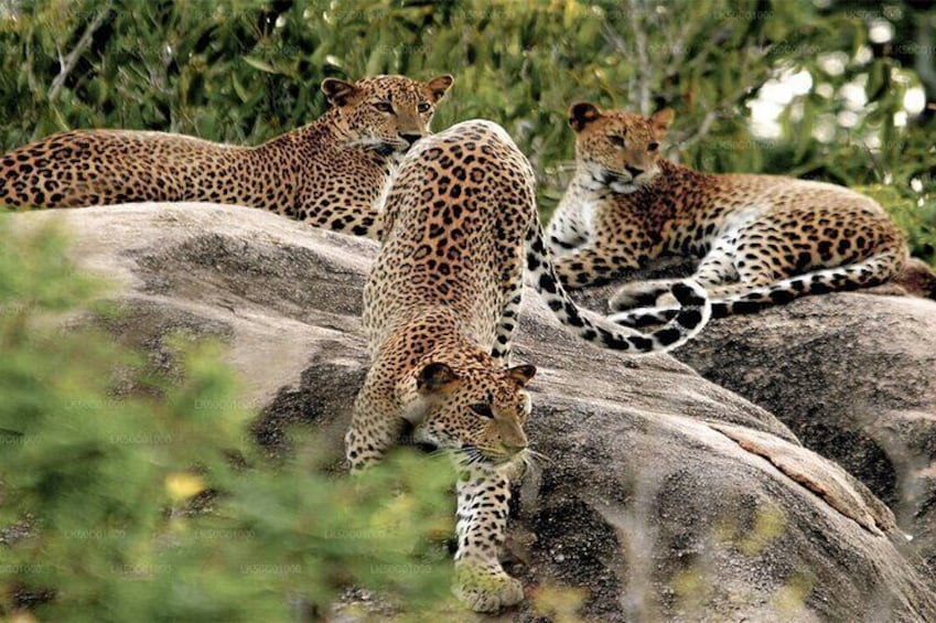 Three leopards resting on large rocks in a natural setting. 5
