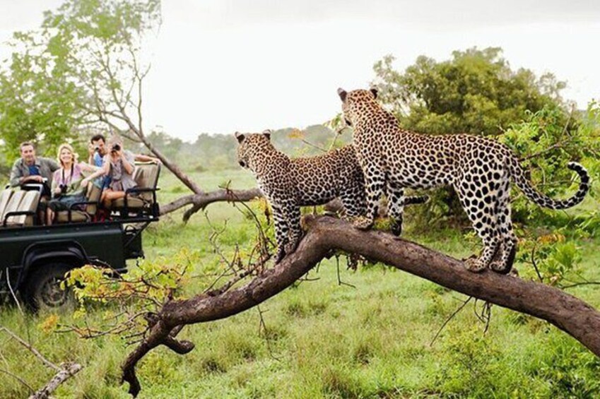 A safari vehicle with people observing two leopards on a tree branch. 2
