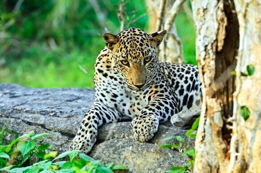 A leopard resting on a rock with a tree in the background. 1