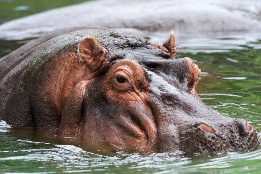4 Days Hippos Sanctuary & Mole National Park, Wildlife Safari. 1