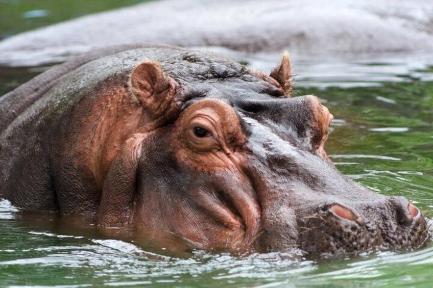 A hippopotamus partially submerged in water. 1