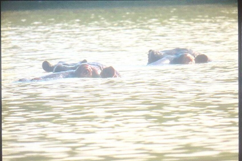 4 Days Hippos Sanctuary & Mole National Park, Wildlife Safari. 2