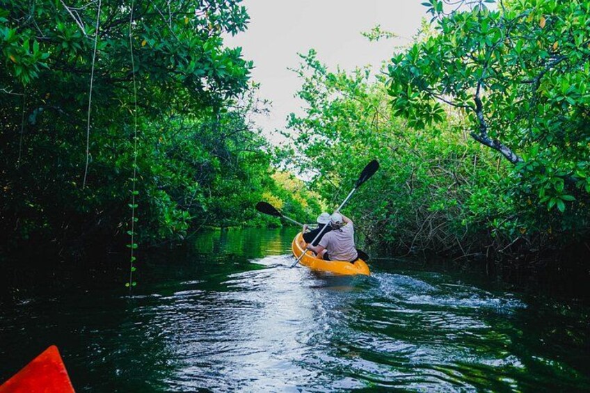 Kayaking Adventure on serene waters through mangroves, Akurala 1