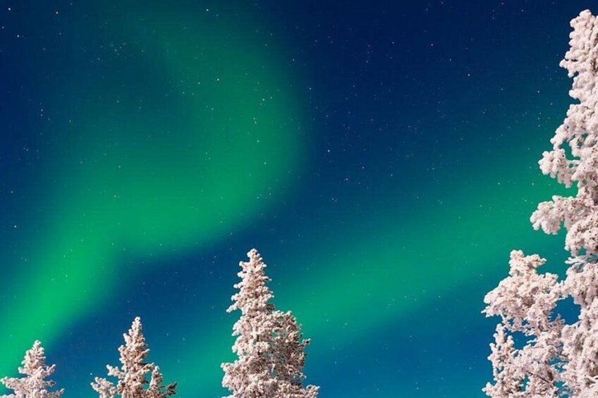 La aurora boreal sobre un bosque nevado. 3