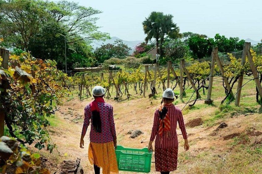 Two people walking in a vineyard with rows of grapevines. 3