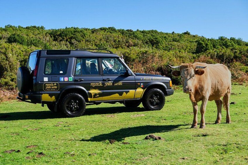 Ein Safari-Fahrzeug in einem grasbewachsen Feld mit einer Kuh. 3
