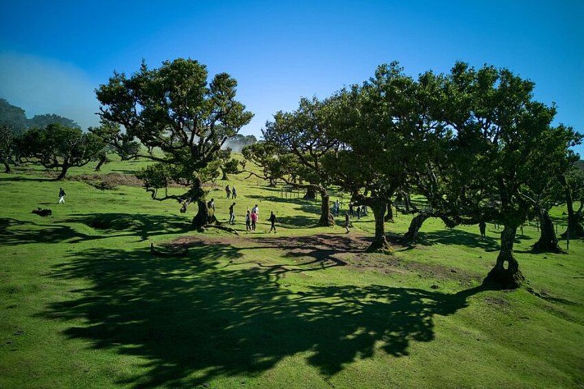 A grassy field with large trees and people walking. 3