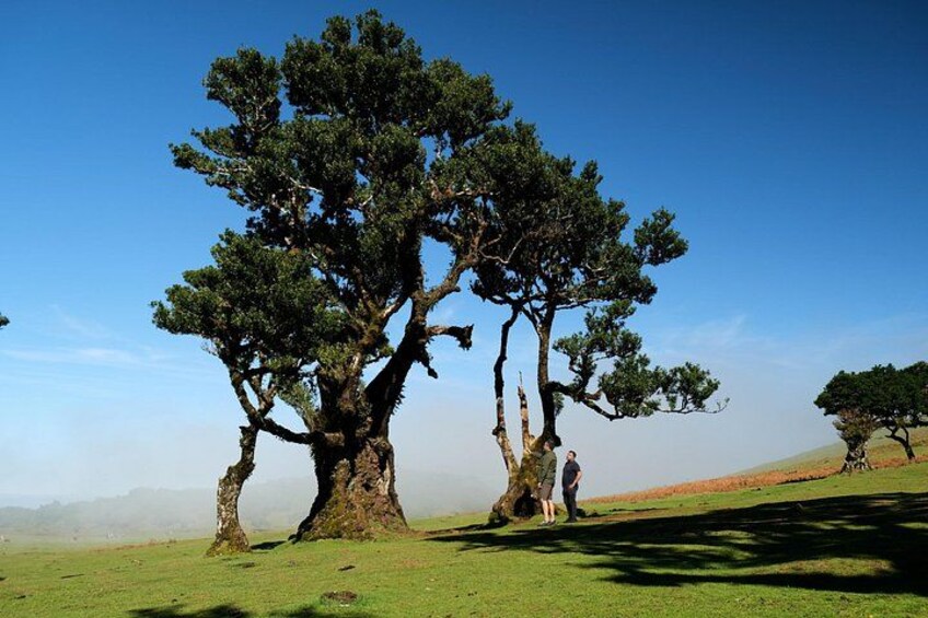 A large tree with a thick trunk and dense foliage in a grassy field. 4