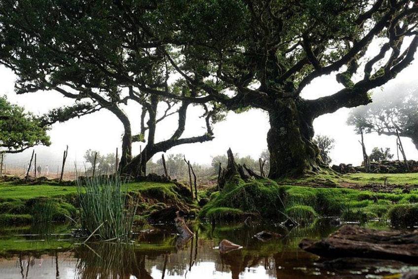 Ein großer Baum mit dickem Stamm und weitverzweigten Wurzeln, umgeben von einer Wiese und einem Gewässer. 5