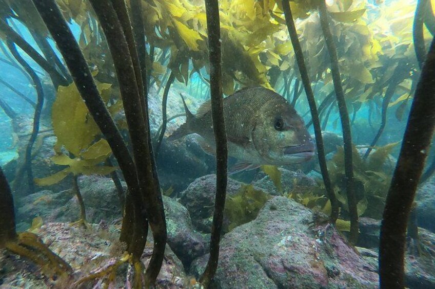 An underwater scene with a fish swimming among seaweed and rocks. 2