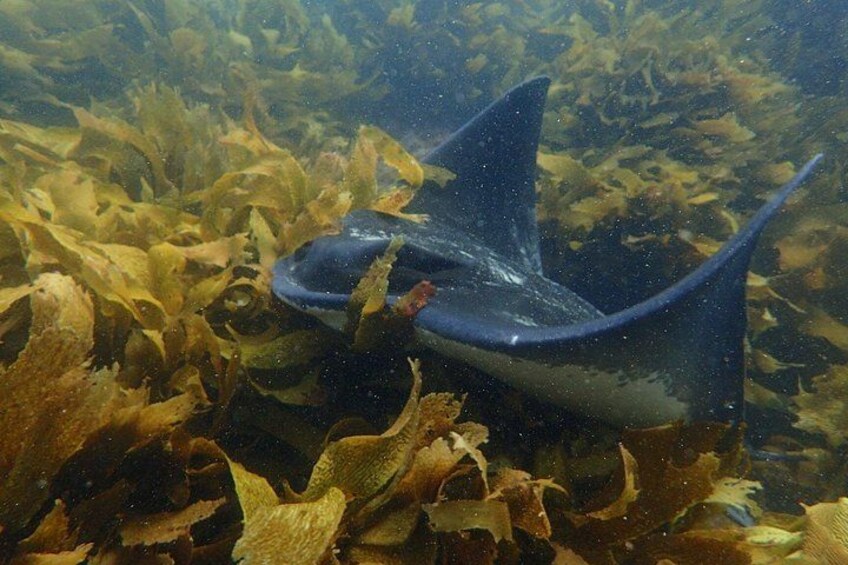 A shark swimming among seaweed. 3
