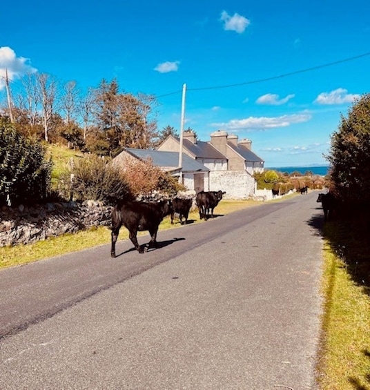 A rural road with cows walking along it, surrounded by houses and vegetation. 5