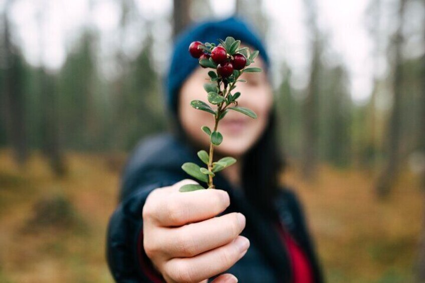 A person holding a plant with red berries in a forest. 3