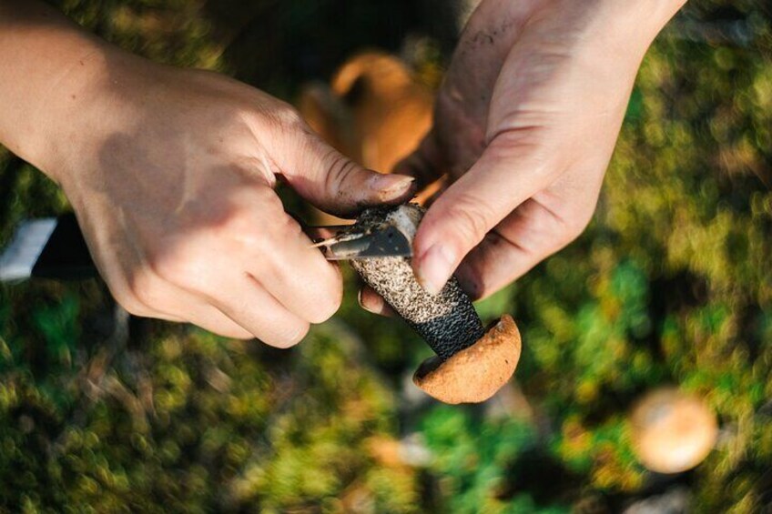 Hands holding a mushroom with a brown cap and a textured stem. 4