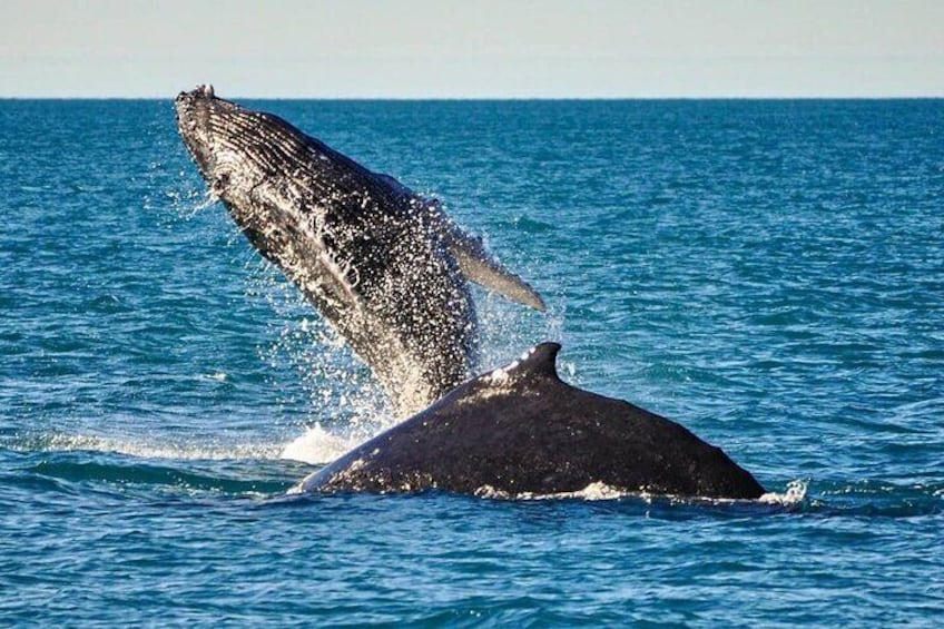 A whale breaching with its head above water. 1