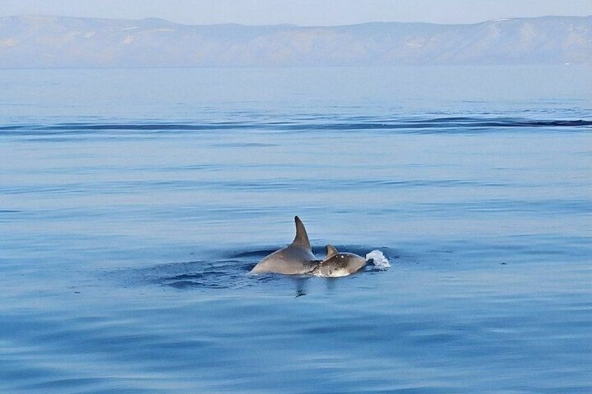 Often our playful companions along the way – dolphins love to join the ride 4