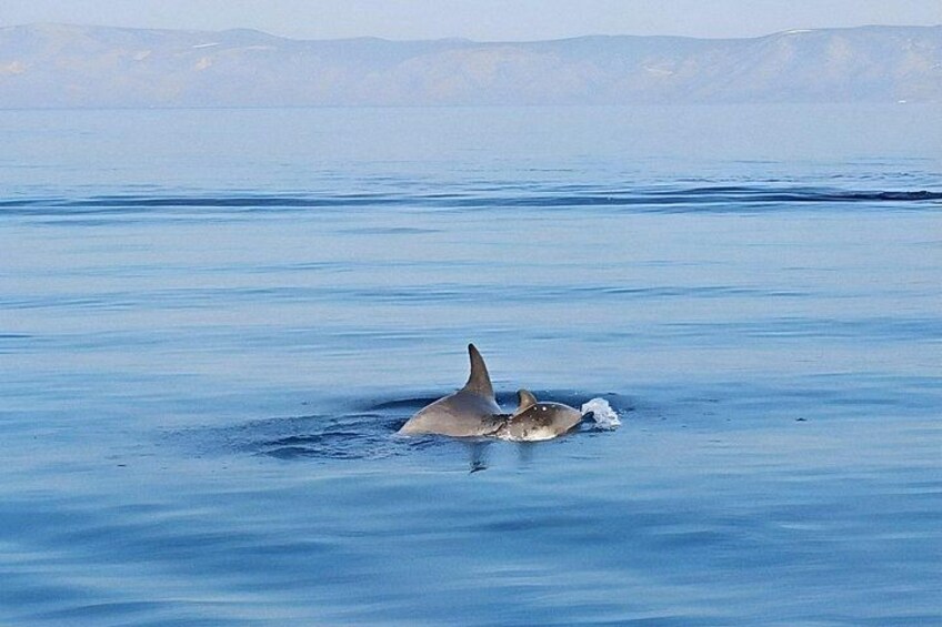Often our playful companions along the way – dolphins love to join the ride 4