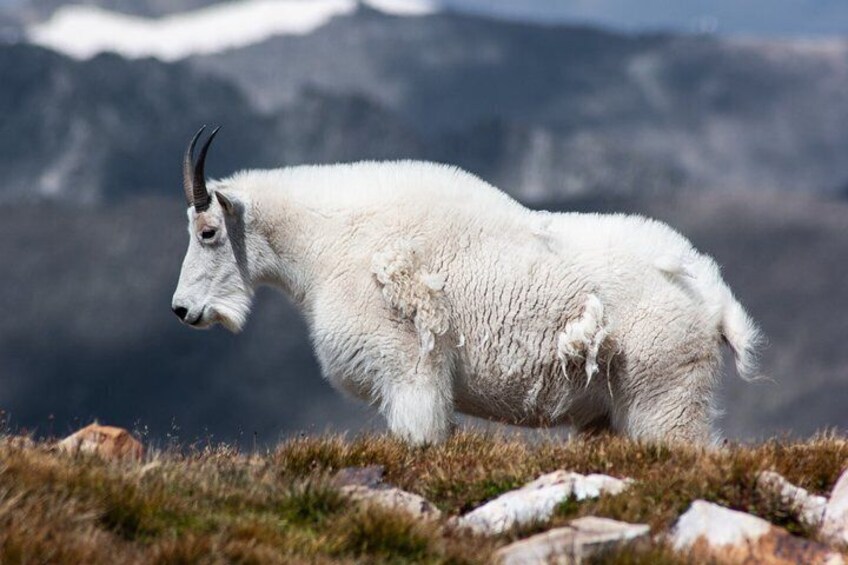 Een witte berggeit op een grashelling, met een bergachtig landschap op de achtergrond. 3